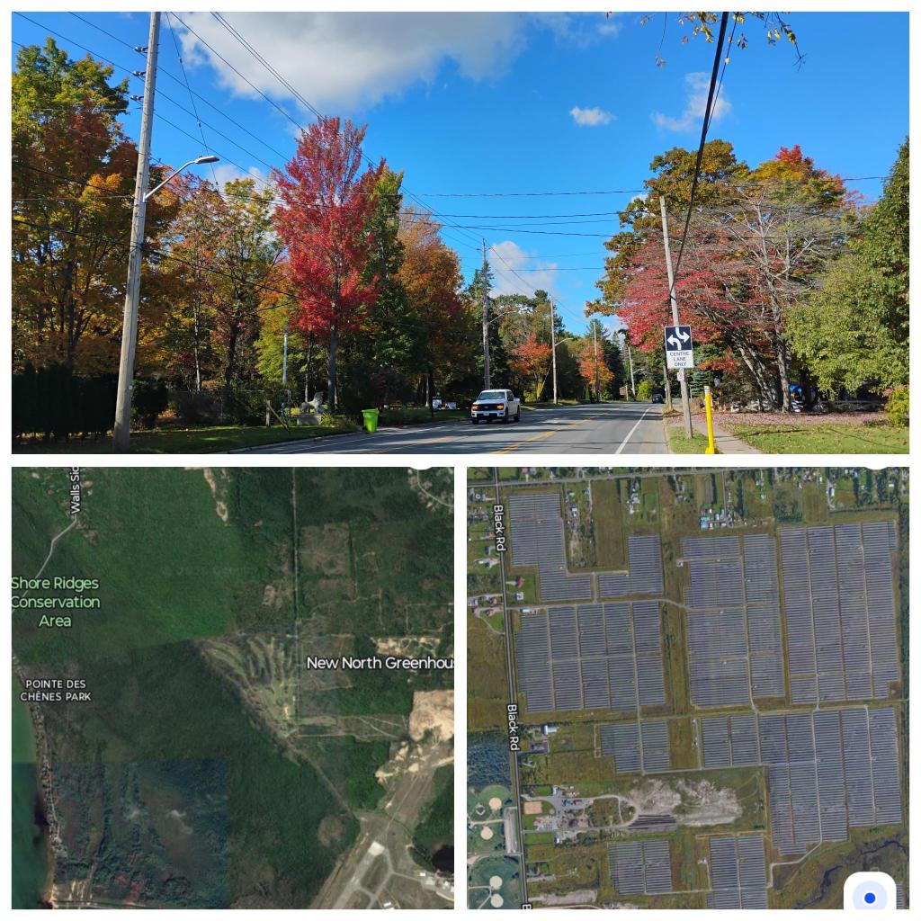 Protecting Sault’s Urban Tree&nbsp;Canopy.